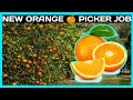 QBCore New Fruit 🍊  Job *FREE* | FiveM Roleplay Scripts | FiveM Tutorial 2023 | MJ DEVELOPMENT