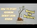 How to Start Adenium (Desert Rose) Bonsai 🌴 Bonsai for Beginners