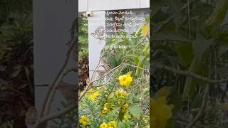 Valuable than Birds | పక్షులు కంటే మీరు #dailymotivation #biblemotivation #nature #flowers #birds