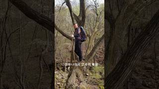 산사나이의 고사리 볶음Mountain Man’s Stir-Fried Gosari (Bracken Fern)