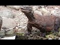 top 2 komodo dragons prey on live birds