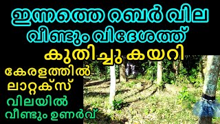 ഇന്നത്തെ റബ്ബർ വിലയിൽ ലാറ്റക്സിന് വീണ്ടും മുന്നേറ്റം  || Manojnediyackal rubber tapping