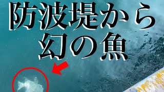 【奇跡映像】フェリー乗り場そばからエギングロッドで釣りあげる！？衝撃映像！〜神回〜