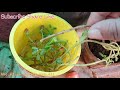 584.growing moss rose cuttings in water hindi .