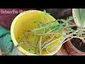 584.growing moss rose cuttings in water hindi .