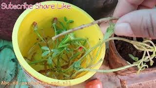 584.Growing Moss rose cuttings in water (Hindi).