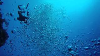 FreeDiving in the Bahamas -   100ft Deep one breath