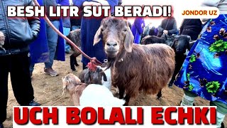 BUXORO JONDOR MOL BOZOR 19.01.2025/ QOʻY ECHKI NARXLAR KUTARILGAN😱DAXSHAT QIMMAT🫣