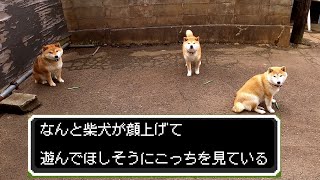 2023年4月21日(金) 柴犬はムクリと顔をあげてコチラを見ている▼