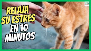 🔴 HOW TO RELAX A STRESSED CAT IN 10 MINUTES? 🔴