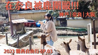 2023關西自由行-EP.03|神戶牛好好吃|在奈良被鹿圍毆|大阪黑門市場爆吃一波