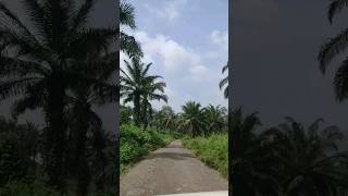 Ennappana🌴🌴| Oil palm #viral #trending