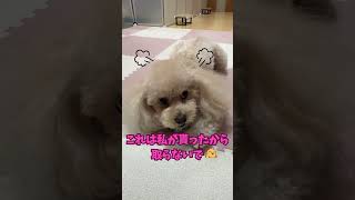 携帯電話を欲しがる犬！【トイプードルのララ】#shorts