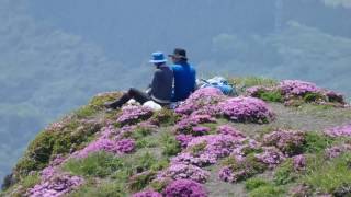 ミヤマキリシマ　高千穂峰