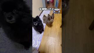 多頭飼いだと先住犬の真似しがち #ポメラニアン #チワワ #可愛い #犬