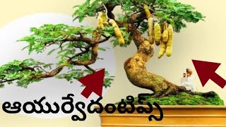 ఇవి మన ఆరోగ్యా నీకి ఎంతగన్నో ఉపయోగపడుతుంది ఆయుర్వేదంటిప్స్ మీకోసం |health|tips |Arogyachitkalu