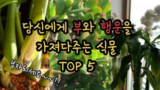 부자가 되려면 키워야 할 돈 들어오는 대박식물~!! TOP 5 당신에게 부와 행운을 가져다줄 수 있는 식물들은??