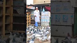 Khaleel Haji Ji Ke Kabootar Jaipur #kabootar #Kabutar #pigeons #jaipurtonkpigeons