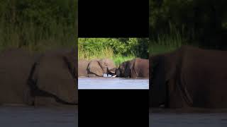 Elephants pachyderm tusks mammal fight in lake Relax #Shorts 4k HD