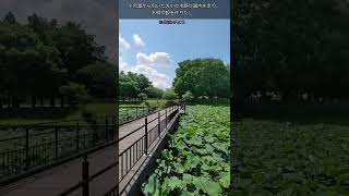 【江戸川日記01】菖蒲の咲く水元公園に行ってきた#Short