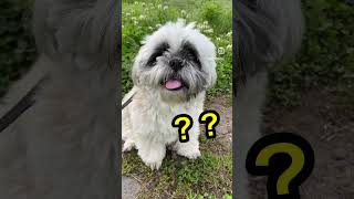 （どうした？）虫とシーズー犬バル君～bug and shihtzu～ #shorts