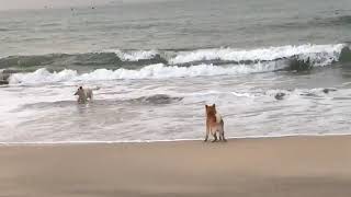 キャリアチェンジ犬おくら　海で柴犬さんと遊ぶ　Dogs playing at the beach