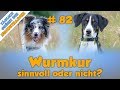 TGH 82 : Wie oft sollte ein Hund entwurmt werden? - Entwurmung Hund , Wurmkur, Wurmbefall testen