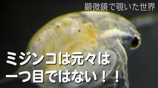 ミジンコは元々は一つ目ではない！　【淡水のプランクトン】