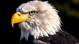 The Life of an Eagle
