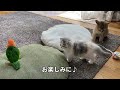 ２匹目の子猫をお迎えしました【ブリティッシュショートヘア】【スコティッシュフォールド】