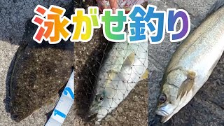 2021年 神奈川の泳がせ釣りで釣れた魚3選