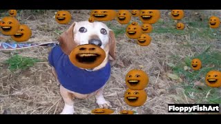 AI Apple Dog Meme But Its Not An Apple (Original Compilation)