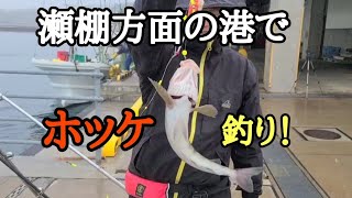 瀬棚方面の港でホッケ釣り！