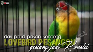 lovebird pesangon awalnya gestang jadi konslet