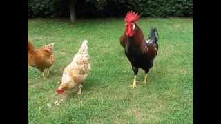 rooster and hens on pasture