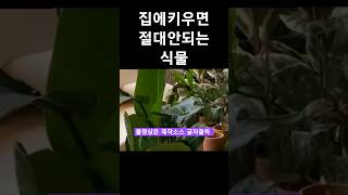 집안에 절대 키우면 안되는식물 #풍수 #풍수인테리어