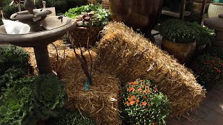 How to make your garden show some life in the fall | SD Home Garden