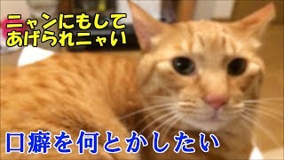 口癖を何とかしたい【お膝猫で雑談】