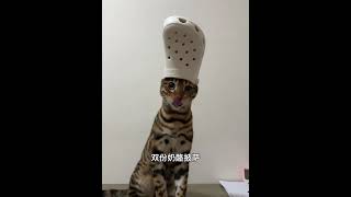 嗷耶~小猫大厨给大家做意大利面条～🤣😋😋😋 #cat #funny #cute #kitten #cutecat #animals #pets #funnycats #搞笑