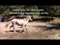 horse lunging problems and how to solve them mike hughes auburn california