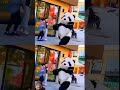 cowcomfortpanda pandalover bear pets sonadey cute funny