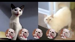 Cats Sing Die With A Smile by Bruno Mars \u0026 Lady Gaga | Cats Singing Song Parody