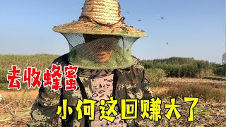 农民砍甘蔗被蜜蜂蜇伤，打电话叫小何去收蜂，这次小何赚大了【桥头小何】