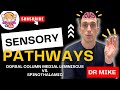 Sensory (Ascending) Pathways | Touch vs. Pain and Temperature