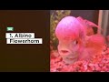 top 5 most beautiful flowerhorn cichlid for your home aquarium dpfunfacts