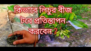 কিভাবে লিচু বীজ টবে প্রতিস্থাপন করবেন ? How to lichi seed plant in pot ? || Green world