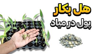 ایده پولساز | کاشت هل و درامد فوق العاده بالا(واقعی!)