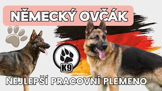 Německý ovčák | Legenda mezi psy | Tohle musíš vědět, než si ho pořídíš!