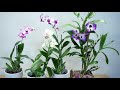 호접란 노빌계 덴드로비움 난 꽃수명 오래가는 차이점《difference between dendrobium phalaenopsis u0026 nobile orchid in bloom》