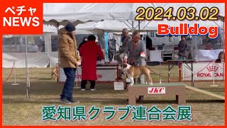 Dog show in shizuoka 2024.03.02 愛知県クラブ連合会展 ドッグショー！ブルドッグ